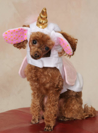 Toy poodle dressed as a unicorn
