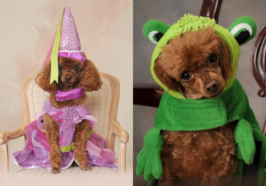 Toy poodle in princess and frog costumes