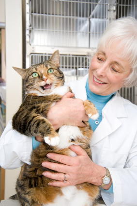 Dr. Mavis Rivera, Fool's Gold vet and unnamed smiling cat